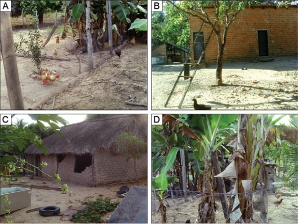 Monitoring stations (MS) in periurban area, municipality of
Guaraí, state of Tocantins, Brazil. A, B: MS 3; C, D: MS 4.