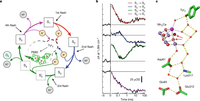 Fig. 1