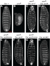 Fig 8