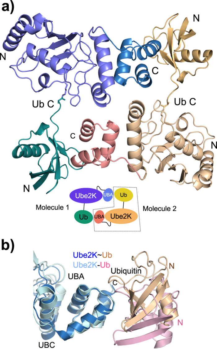 The molecular basis of lysine 48 ubiquitin chain synthesis by Ube2K - PMC