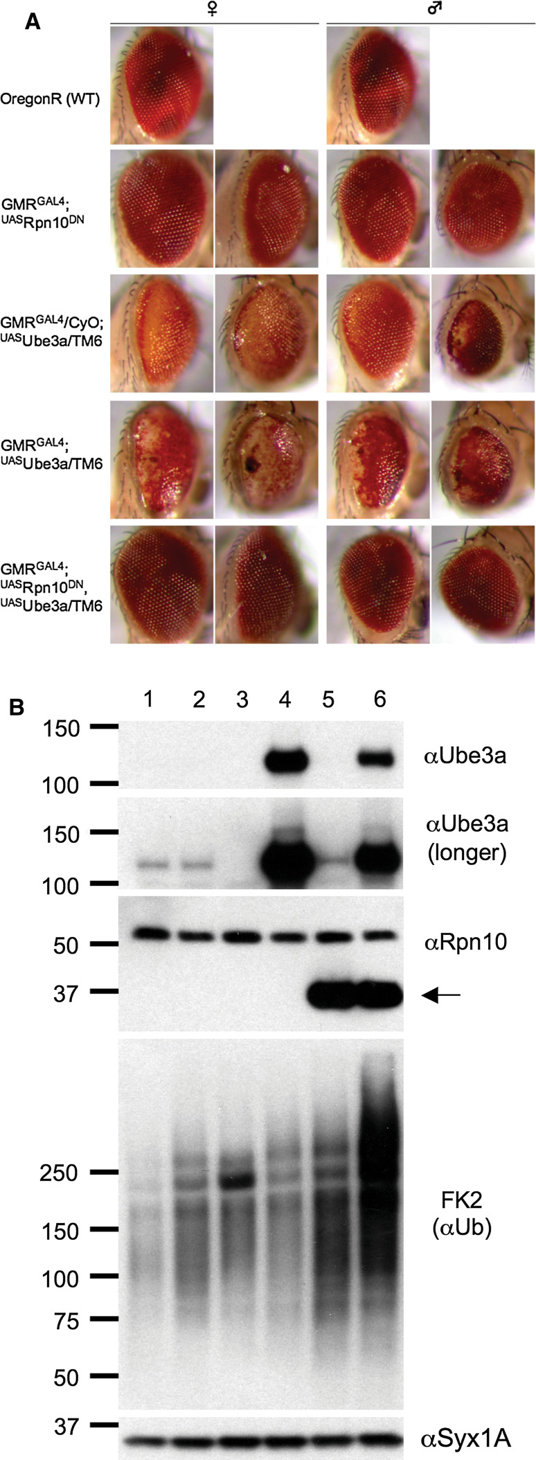 Fig. 5