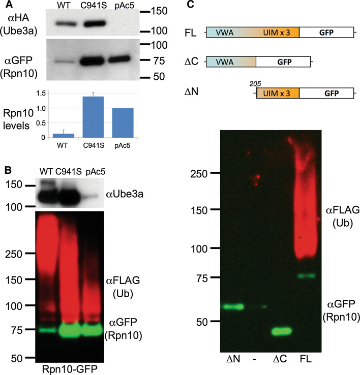 Fig. 4