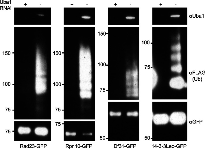 Fig. 3