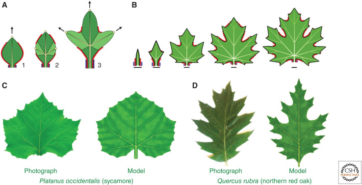 Figure 6.