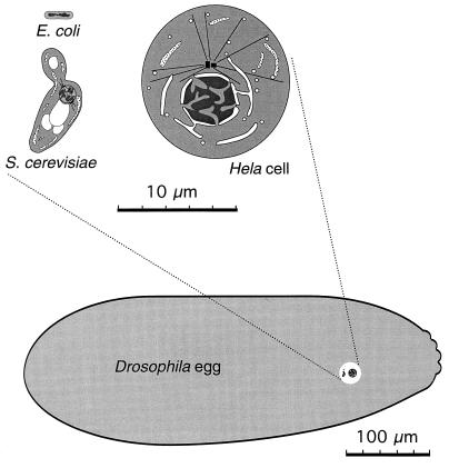 FIG. 12