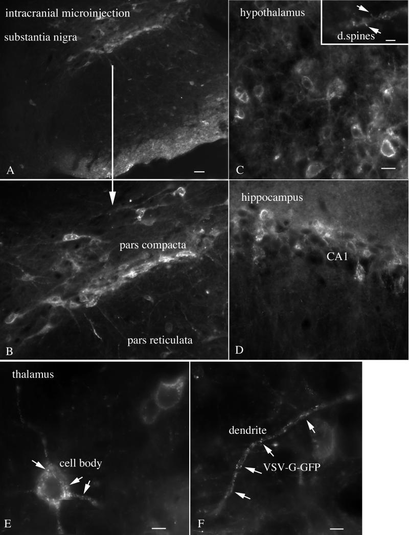 FIG. 4.