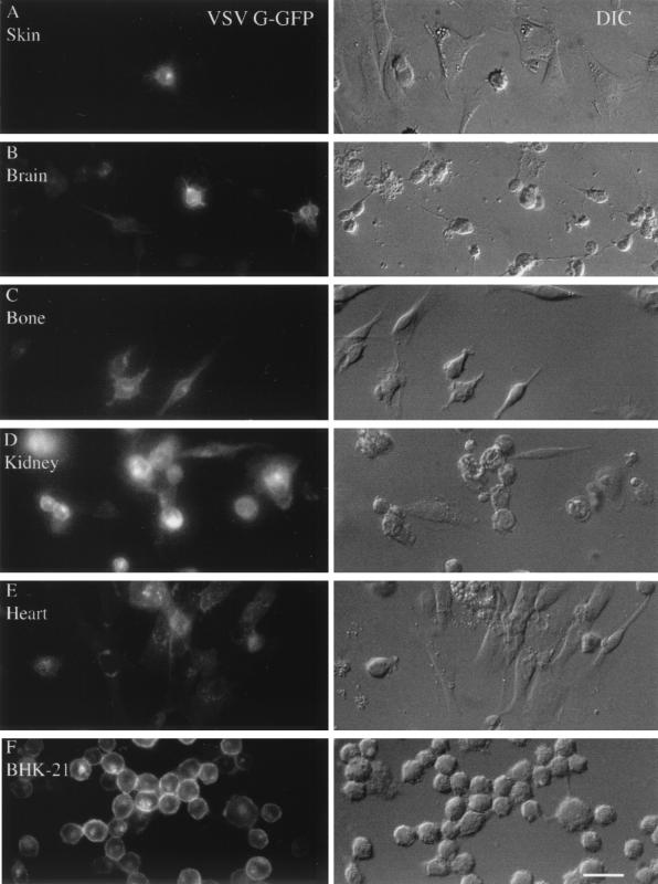 FIG. 8.