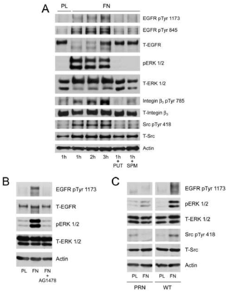 Fig.6