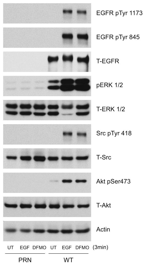 Fig.5