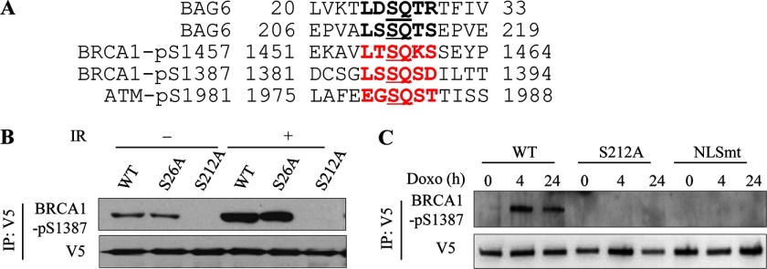 FIGURE 4.