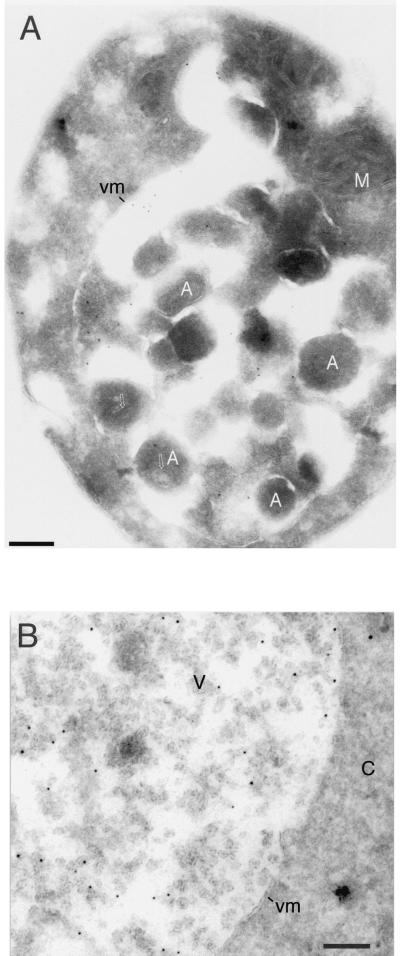 FIG. 7