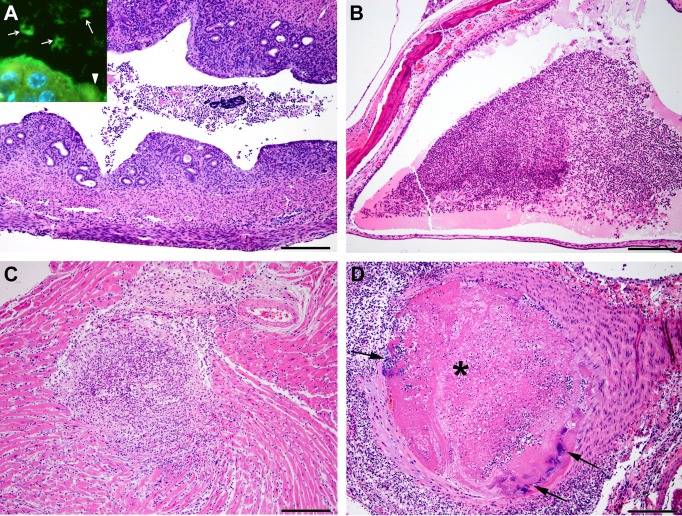 Fig 6