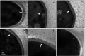 Fig 7