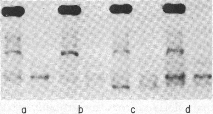 graphic file with name pnas00098-0377-a.jpg