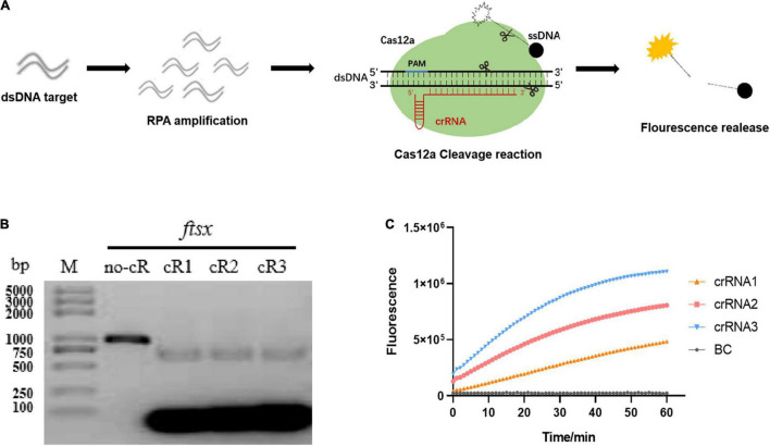 FIGURE 1