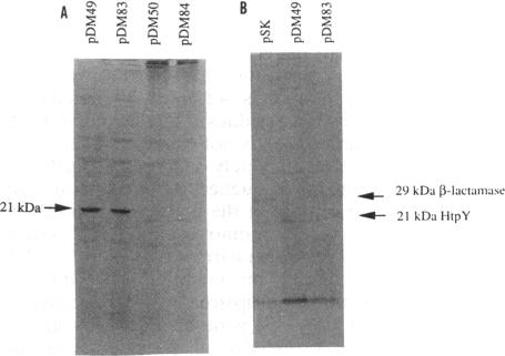 graphic file with name jbacter00051-0145-a.jpg