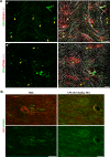 Figure 5—figure supplement 2.