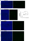 Figure 7—figure supplement 2.