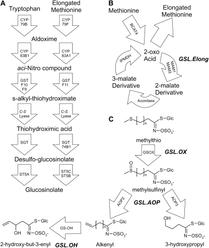 Figure 1.—