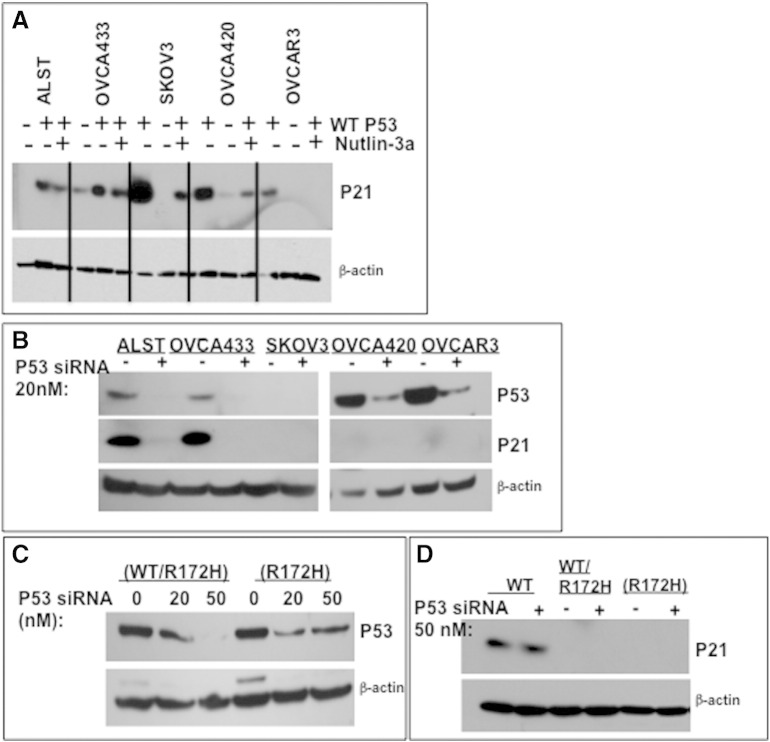 Supplemental Figure 3