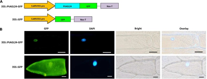 FIGURE 3