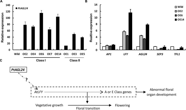 FIGURE 6