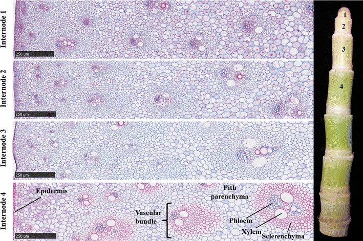 Fig. 1