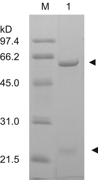 FIG. 1.