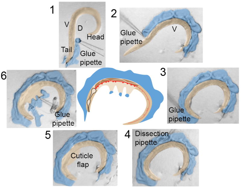 Figure 7