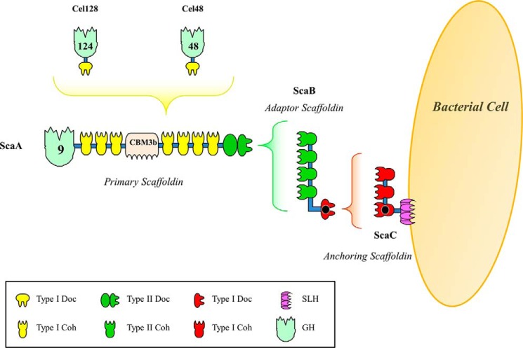 FIGURE 1.