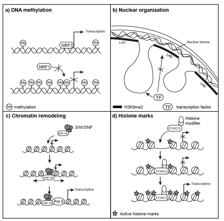 Fig. (2)