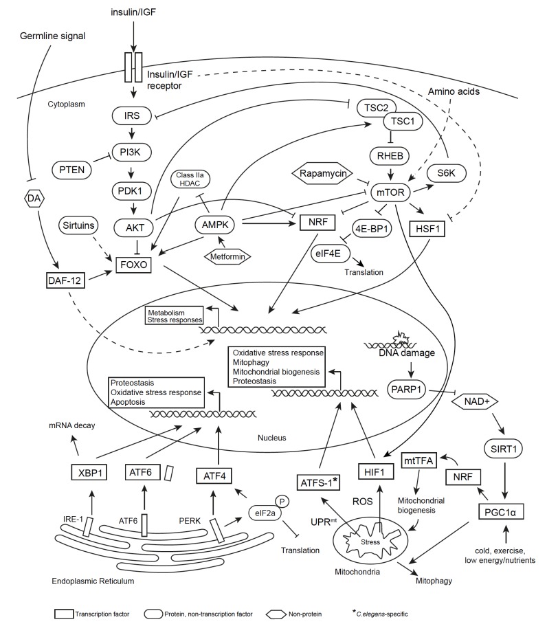 Fig. (1)