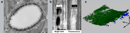 Fig. 2