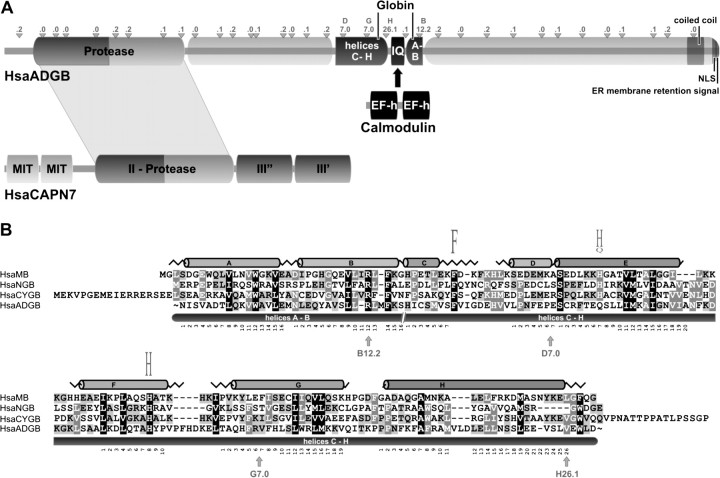 FIG. 2.