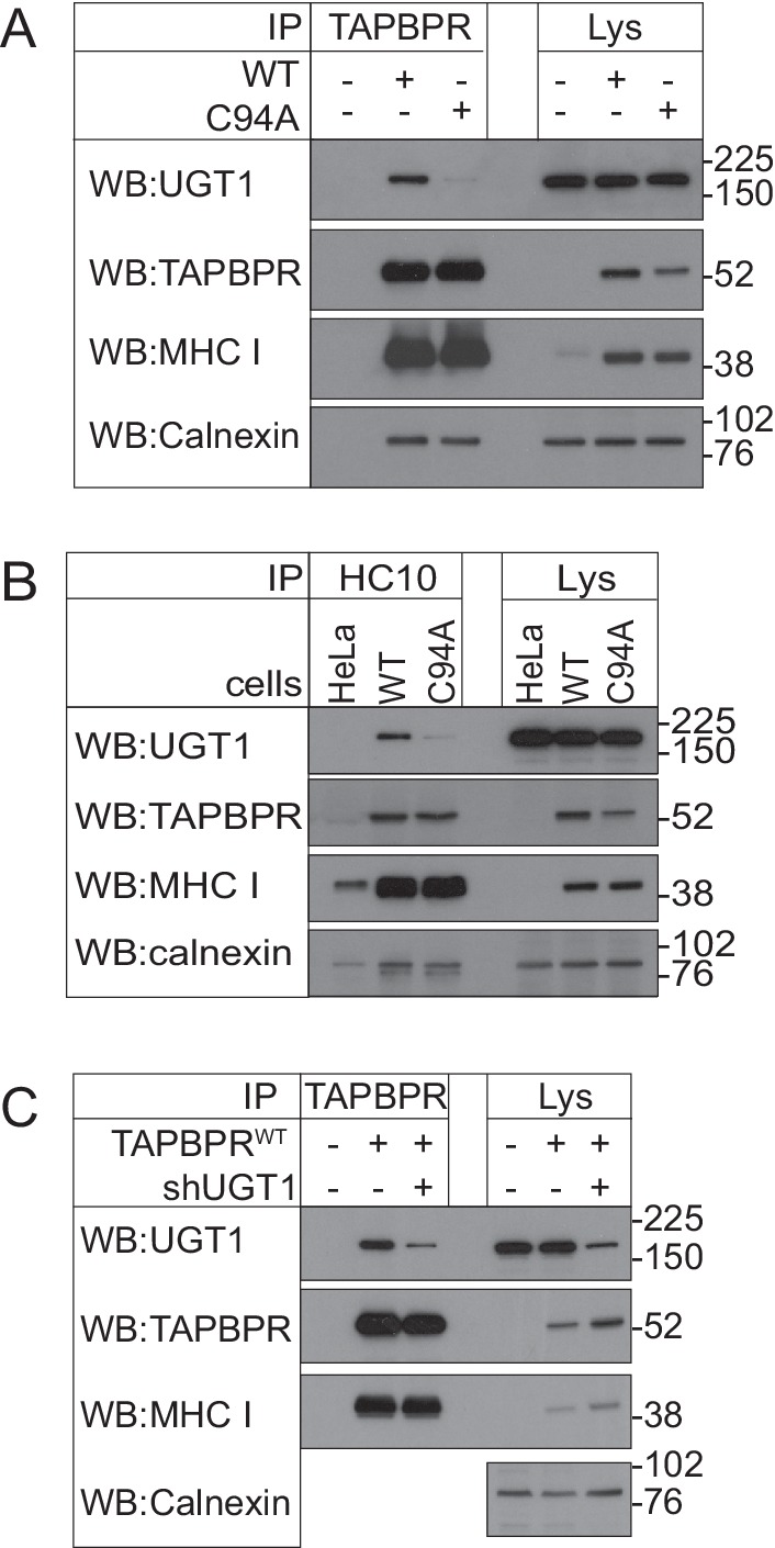 Figure 5—figure supplement 4.