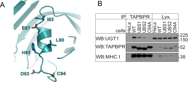 Figure 3—figure supplement 2.