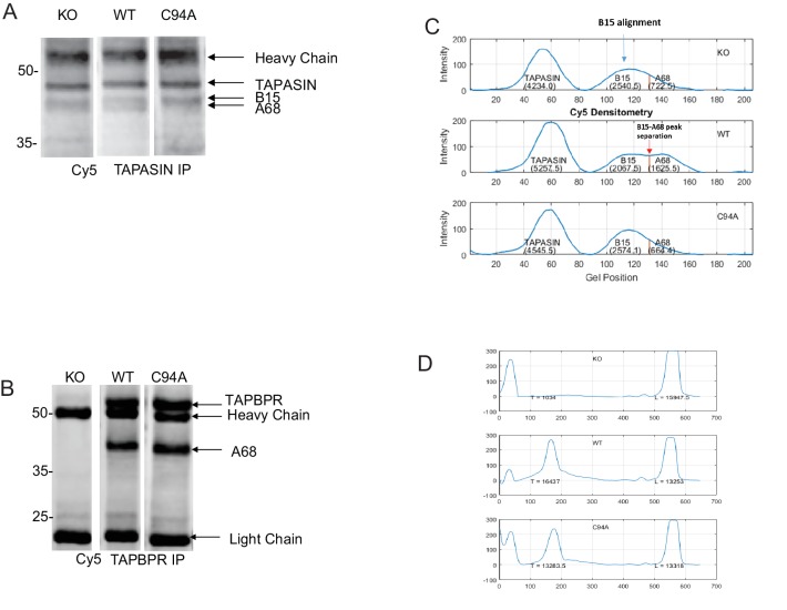 Figure 6—figure supplement 2.