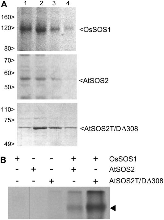 Figure 3.