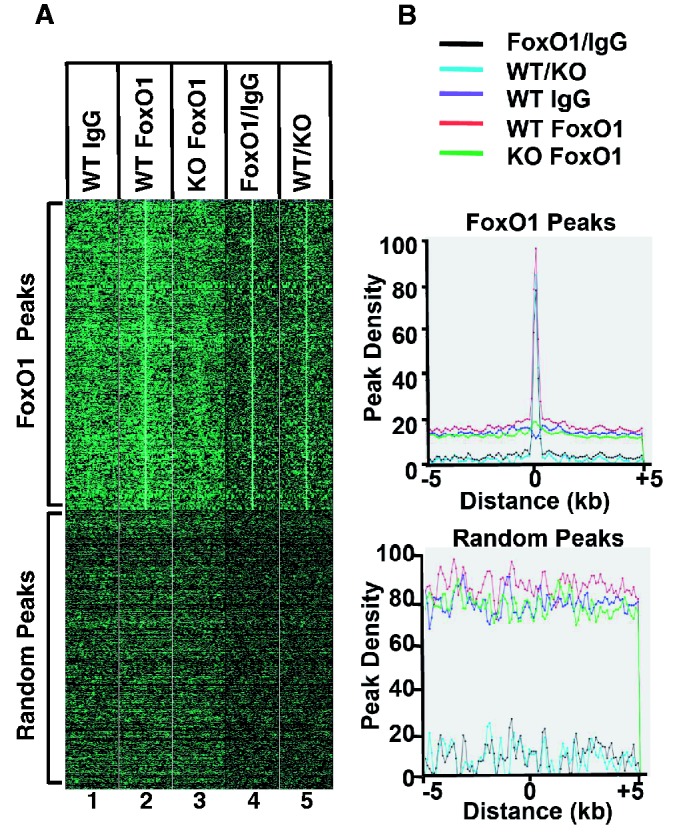 Genome-wide analysis of FoxO1 binding in hepatic chromatin: Potential ...