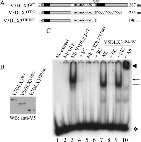 FIGURE 4.