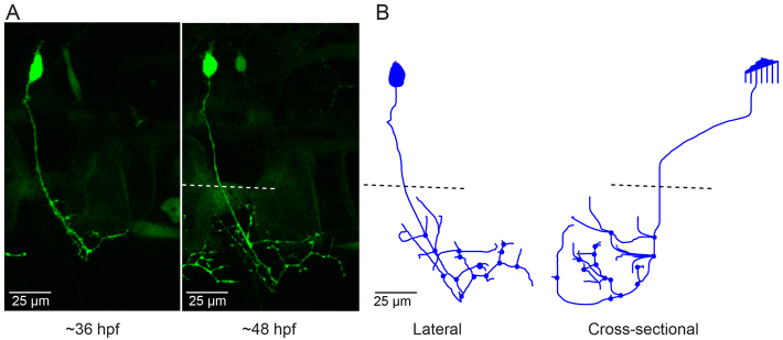 Fig. 4.