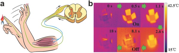 Figure 19