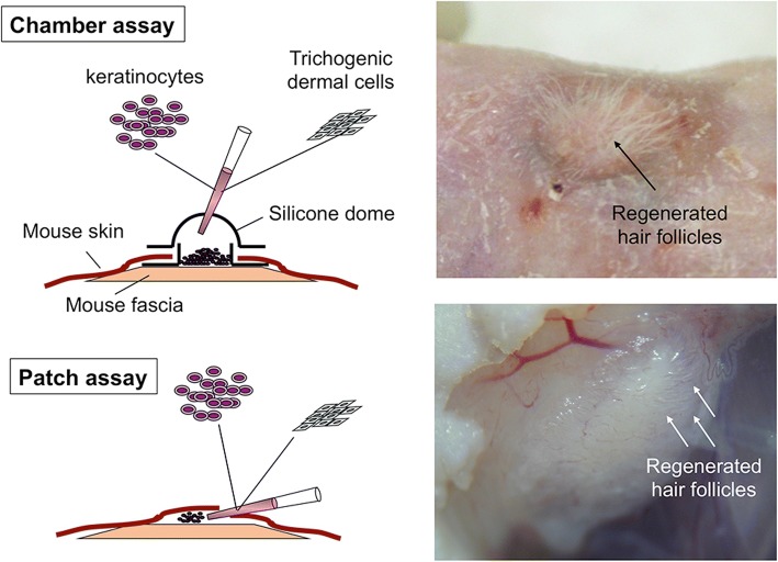 Fig. 4