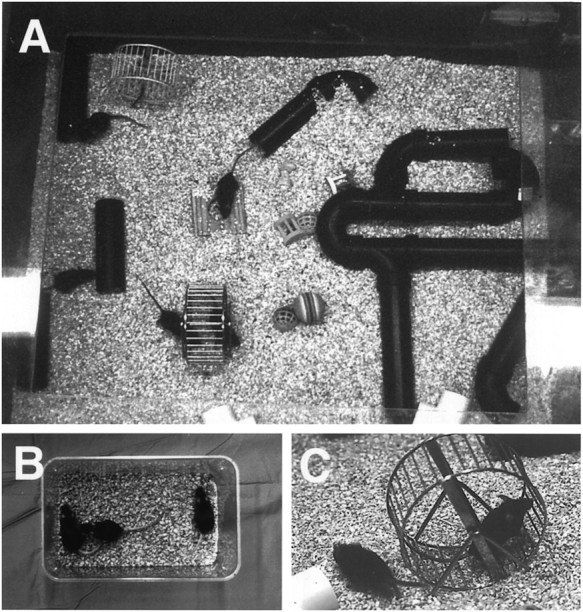 Fig. 1.