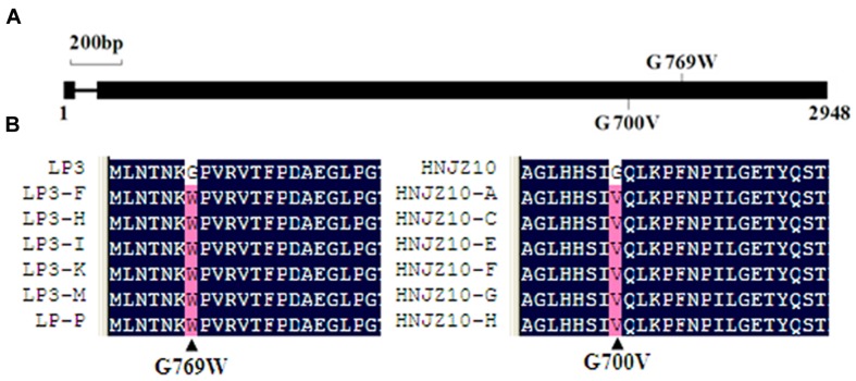 FIGURE 3