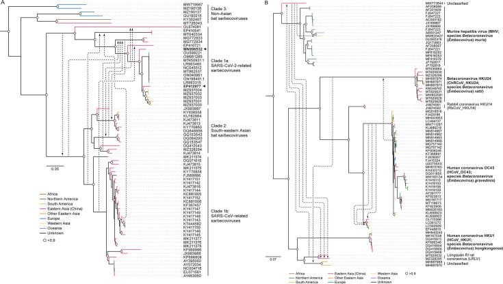 Phylogenetic tree depicts relationships between different sarbecoviruses and betacoronaviruses. Clades are color-coded by geographic region, including Africa, northern America, South America, astern Asia, and Europe.