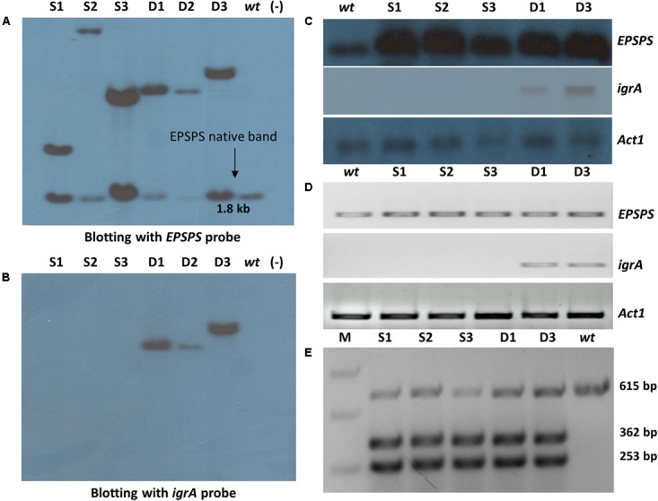 FIGURE 3