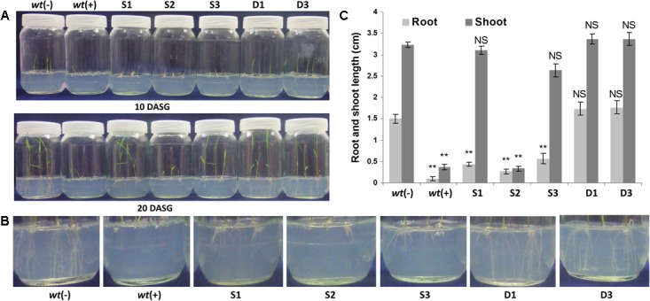 FIGURE 4