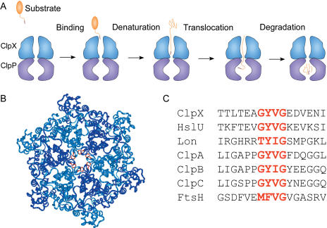 Figure 1.