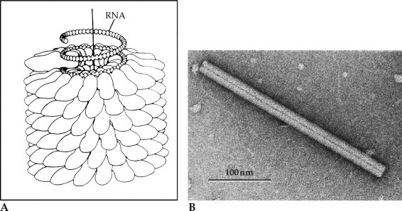 FIGURE 2.2